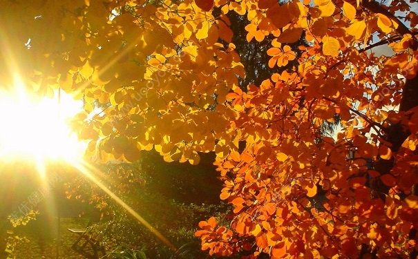 秋分如何養(yǎng)生？秋分節(jié)氣養(yǎng)生方法(1)