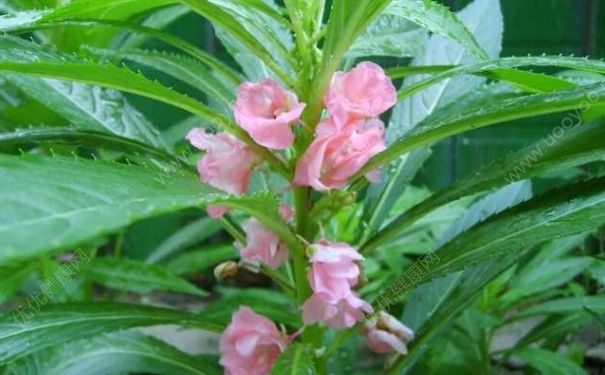 鳳仙花怎么泡腳？鳳仙花泡腳有什么作用？(1)