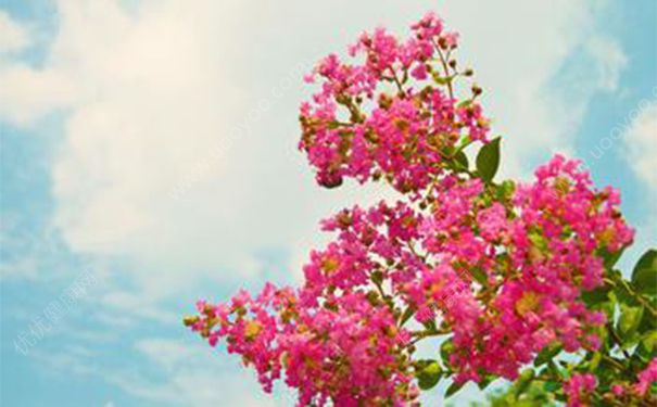 羊癲瘋有生命危險(xiǎn)嗎？羊癲瘋有什么危險(xiǎn)？(1)