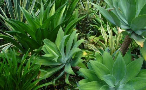 新房放什么植物去甲醛？室內(nèi)養(yǎng)什么植物除甲醛？(1)