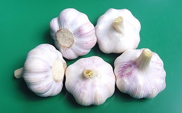 大蒜貼腳心有什么作用？腳底貼大蒜有什么好處？(1)