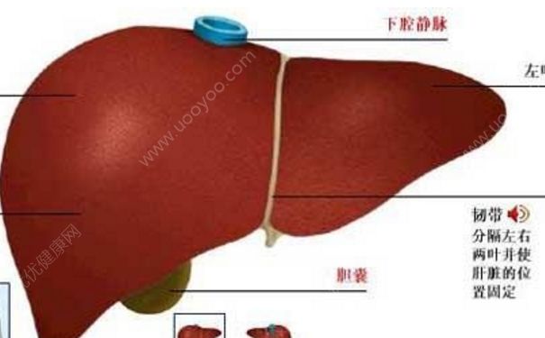 肝功能異常怎么調(diào)理？肝功能異常能治好嗎？(1)