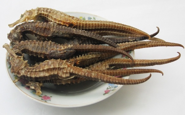 海馬有什么功效？海馬的功效與作用有哪些？(1)