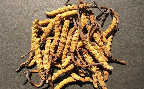 冬蟲夏草泡水喝有什么好處？冬蟲夏草泡水喝有什么功效？(1)