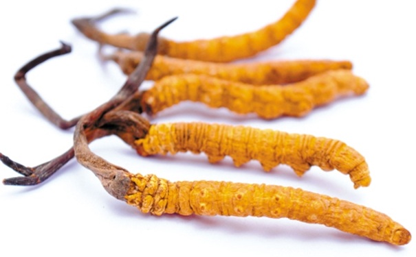 冬蟲夏草發(fā)霉了該怎么處理？冬蟲夏草發(fā)霉了還能吃嗎？(1)