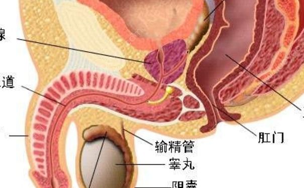 睪丸炎能自愈嗎？睪丸炎吃什么藥？(1)