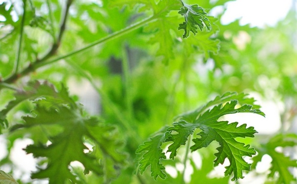 驅(qū)蚊草對人體有害嗎？驅(qū)蚊對人體有沒有害？(1)