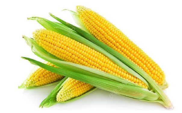 玉米有哪些營養(yǎng)嗎？常吃玉米對身體有哪些好處？(1)