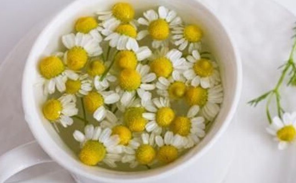 菊花茶怎樣喝才有養(yǎng)生的效果？如何喝菊花茶才養(yǎng)生？(1)