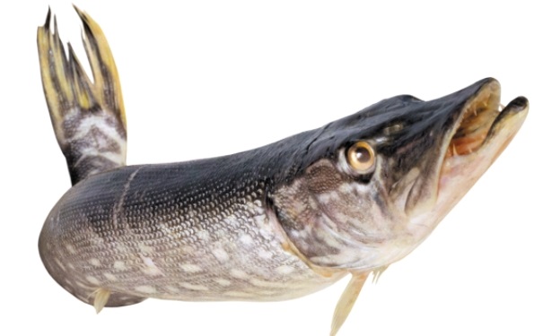 魚類都各有哪些保健功效？各類魚的營(yíng)養(yǎng)價(jià)值和保健功效(1)