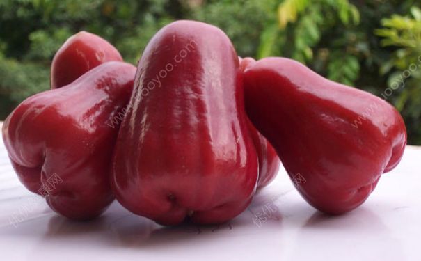 蓮霧是什么？蓮霧有什么價(jià)值？(1)