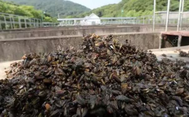 西湖每天撈起半噸海瓜子，吃海瓜子有什么好處？(2)