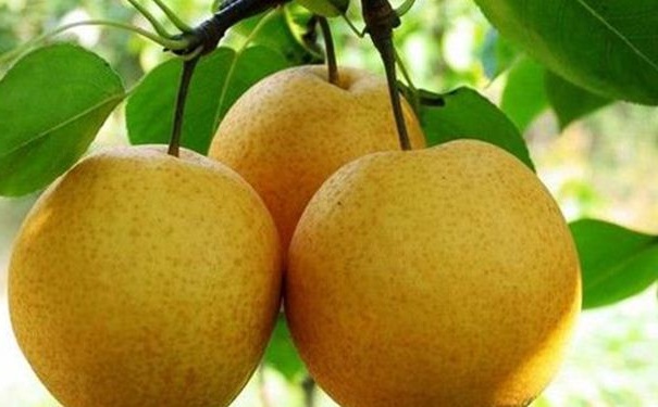哪些水果有養(yǎng)肺的作用？吃什么水果能養(yǎng)肺？(1)