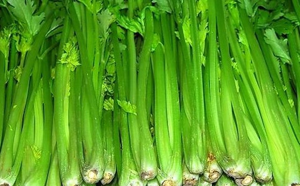 常吃芹菜能預(yù)防什么疾?。壳鄄擞心男B(yǎng)生功效？(1)