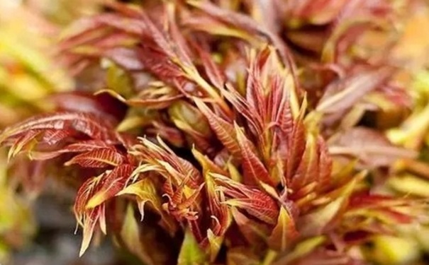 香椿芽的營養(yǎng)價值是什么？香椿芽的營養(yǎng)吃法有哪些？(1)