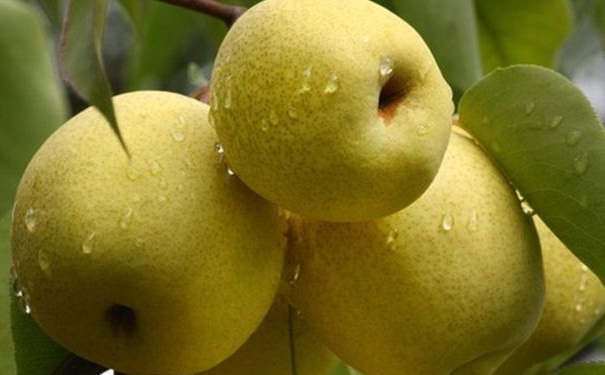 怎樣吃梨營養(yǎng)價值更高？如何吃梨子更有營養(yǎng)？(1)