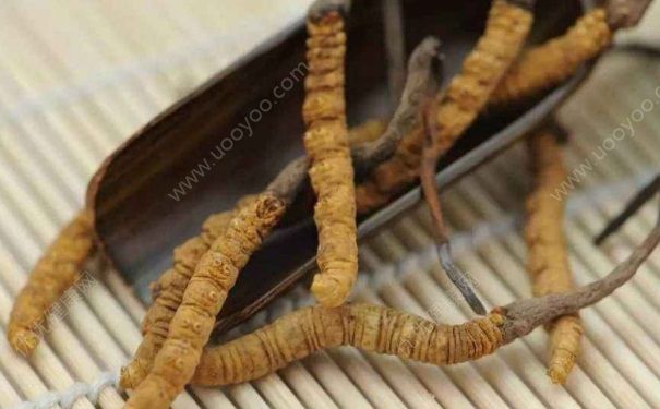 蟲草怎樣吃效果最好？蟲草的吃法推薦(1)