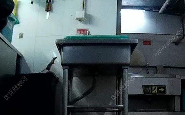海底撈廚房：老鼠爬進(jìn)食品柜，火鍋漏勺掏下水道(1)