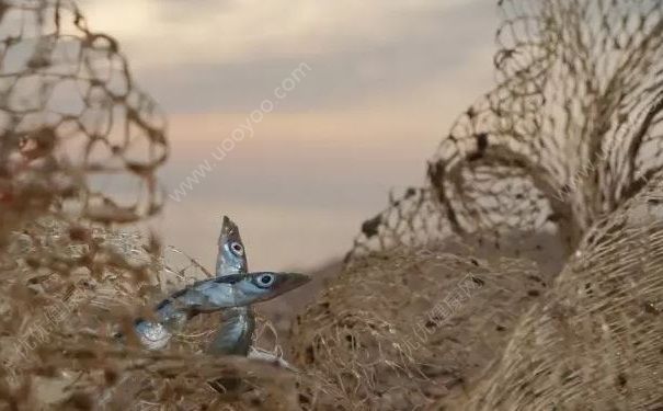 中國(guó)90%近海已無(wú)魚可捕，咸水魚和淡水魚有什么區(qū)別？(1)