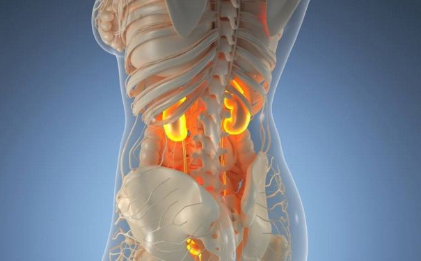 腎好有什么表現(xiàn)？補腎有什么食療方法？(1)