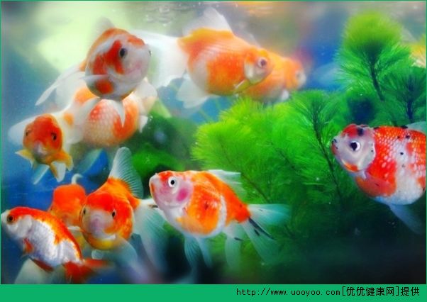 老年人養(yǎng)金魚好不好？老年人養(yǎng)金魚的好處有哪些？(1)