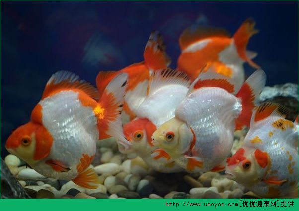 老年人養(yǎng)金魚好不好？老年人養(yǎng)金魚的好處有哪些？(3)