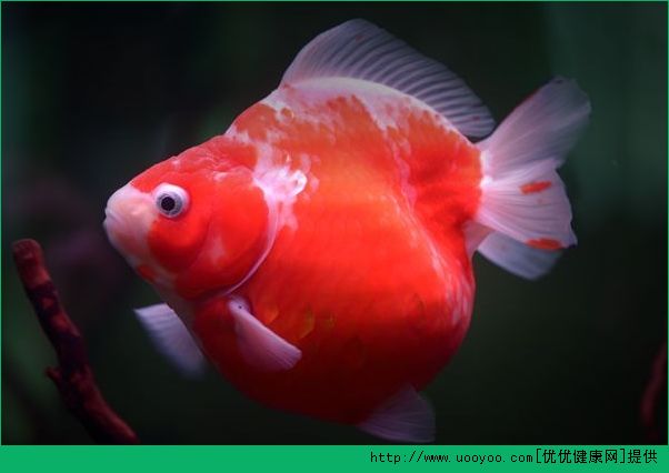 老年人養(yǎng)金魚好不好？老年人養(yǎng)金魚的好處有哪些？(4)