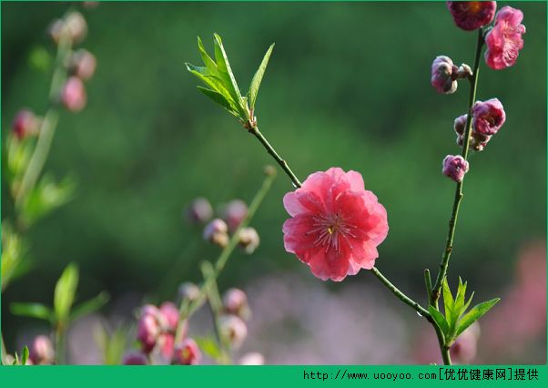 什么花對孕婦不好？哪些花對孕婦有害處？(1)