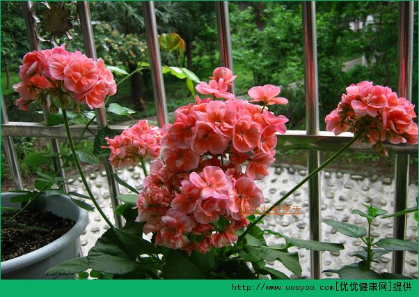 什么花對孕婦不好？哪些花對孕婦有害處？(3)