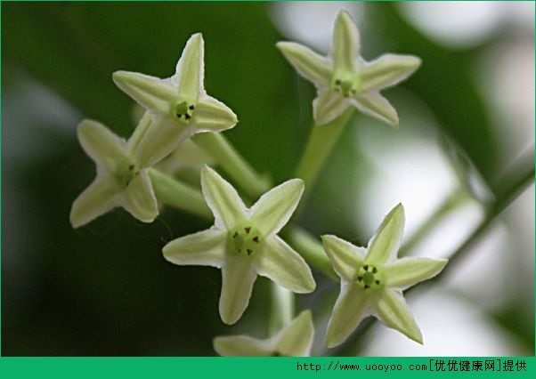 什么花對孕婦不好？哪些花對孕婦有害處？(4)