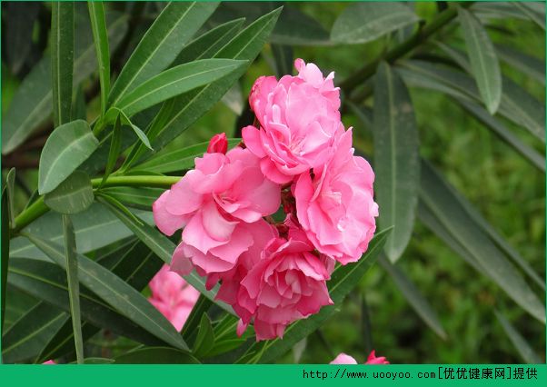 孕婦家里養(yǎng)什么花好？孕婦能養(yǎng)什么花？(2)