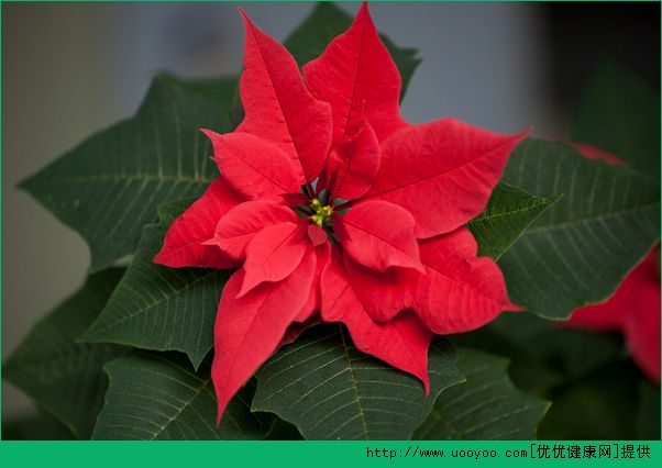 孕婦家里養(yǎng)什么花好？孕婦能養(yǎng)什么花？(3)