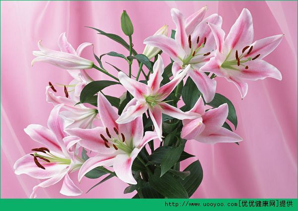 孕婦家里養(yǎng)什么花好？孕婦能養(yǎng)什么花？(4)