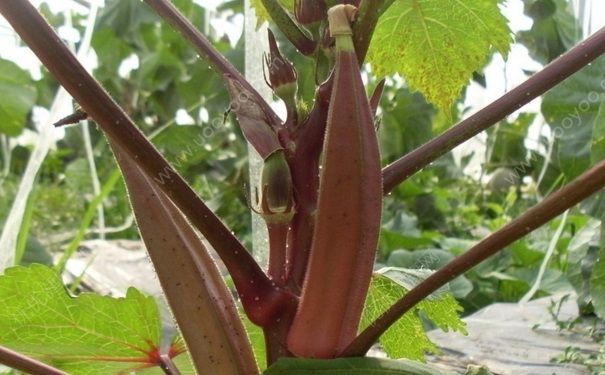 孕婦吃秋葵對(duì)孩子好嗎？孕婦可以吃秋葵嗎？(3)