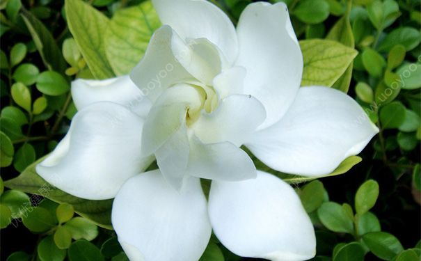 臥室可以放梔子花嗎？臥室放梔子花好嗎？(2)