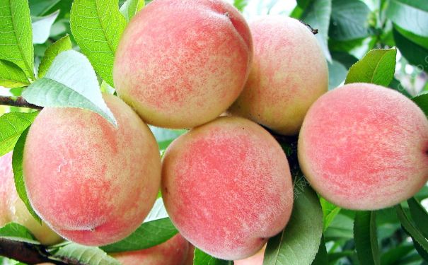 水蜜桃和桃子的區(qū)別有哪些？水蜜桃和桃子哪個好吃？(1)