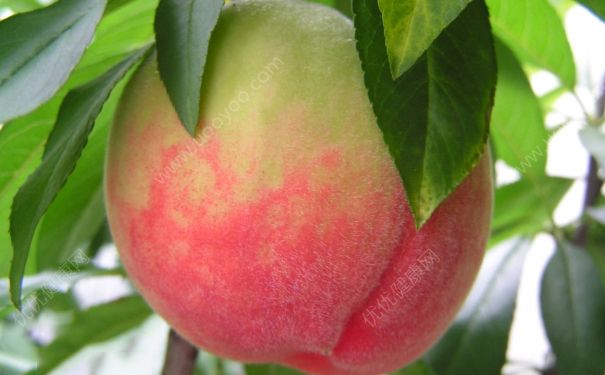 水蜜桃是什么季節(jié)的水果？水蜜桃什么時候成熟？(4)