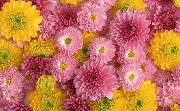 陳皮和菊花泡茶可以嗎？陳皮菊花泡水喝的功效(1)