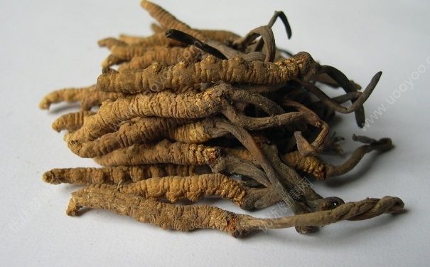 冬蟲夏草怎么吃效果最好？冬蟲夏草怎么吃有效果？(3)