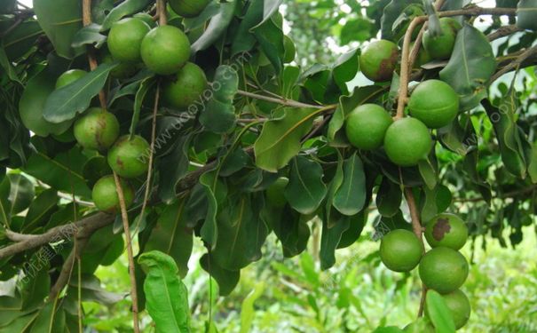 夏威夷果是什么植物的果實？夏威夷果樹長什么樣？(2)