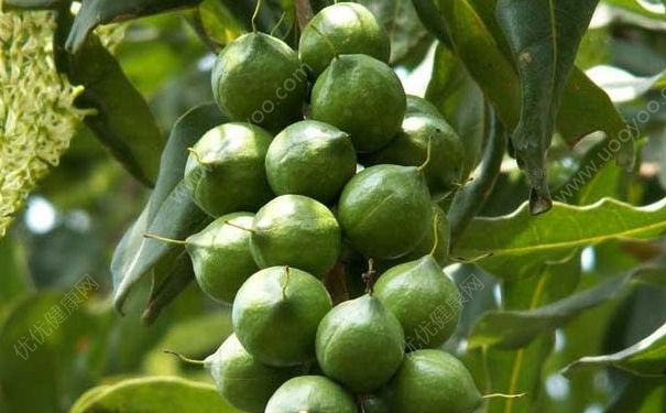 夏威夷果長在什么樹上？夏威夷果樹生長環(huán)境是怎樣的？(2)