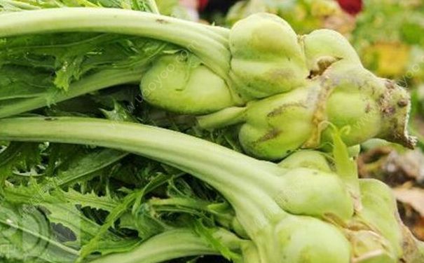 吃榨菜上火嗎？榨菜吃多了會(huì)上火嗎？(1)