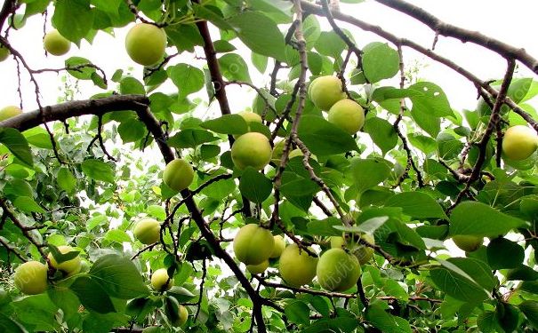 杏子什么時(shí)候開花？杏花是什么樣的？(1)