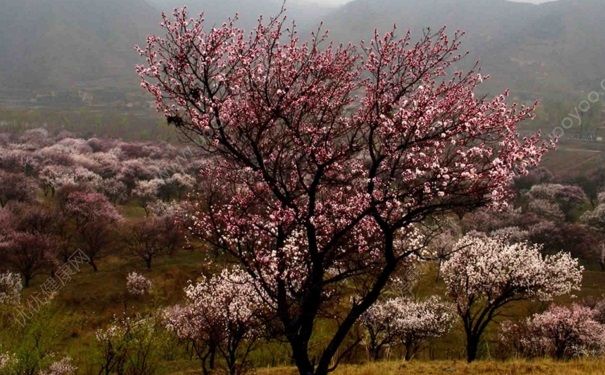 杏子什么時(shí)候開花？杏花是什么樣的？(2)