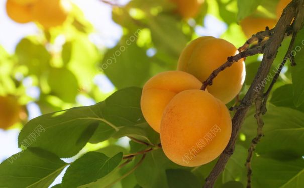 杏子什么時(shí)候開花？杏花是什么樣的？(3)