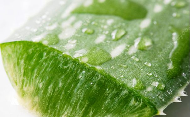 蘆薈膠會(huì)堵塞毛孔嗎？蘆薈膠會(huì)不會(huì)堵塞毛孔？(2)