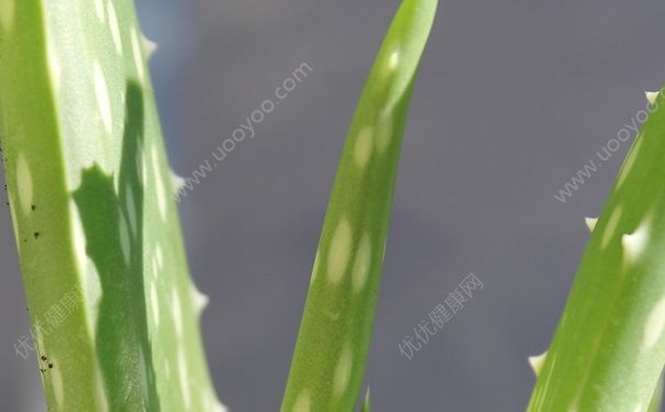 蘆薈能治腳氣嗎？腳氣怎么才能治好？(1)