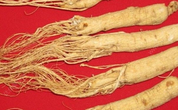 人參能活多久？人參可以活多久？(2)