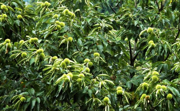板栗樹什么時候開花？板栗樹的花期是什么時候？(1)