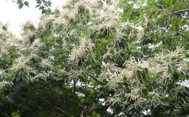 板栗樹什么時候開花？板栗樹的花期是什么時候？(2)